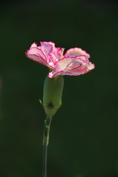 柔美多色康乃馨植物图片