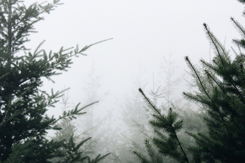 雾天的森林风景图片
