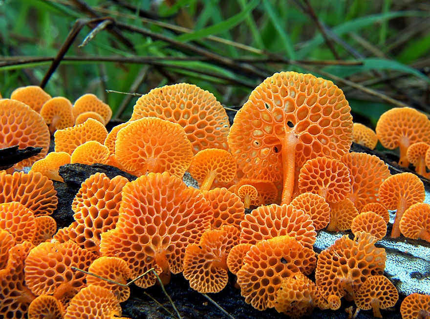 野生的20种蘑菇食材图片