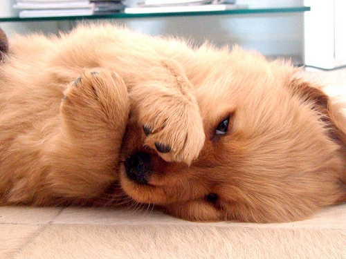 萌犬大本营可爱图片