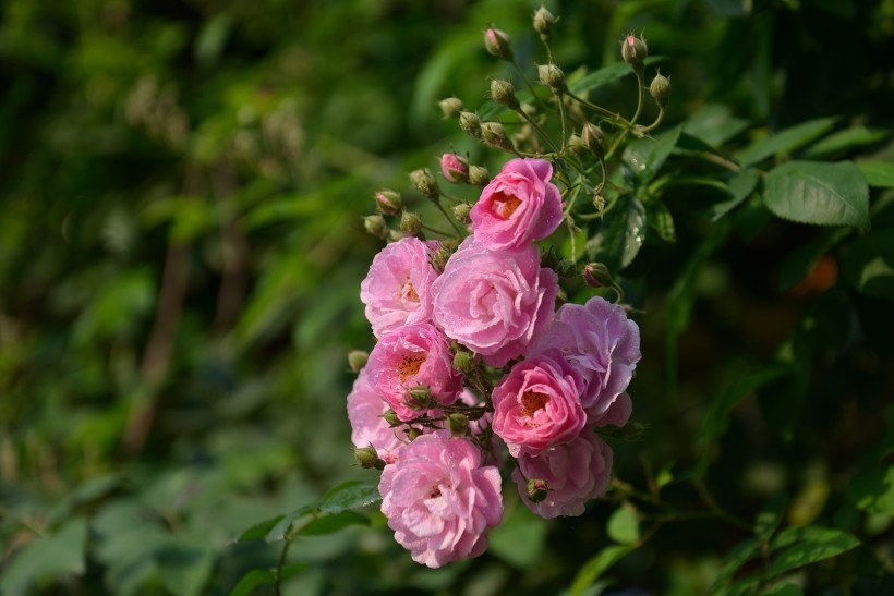 英国国花玫瑰植物图片