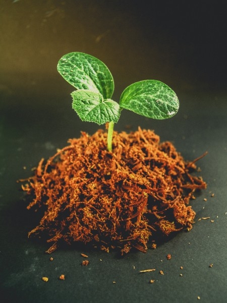 种子幼苗植物图片