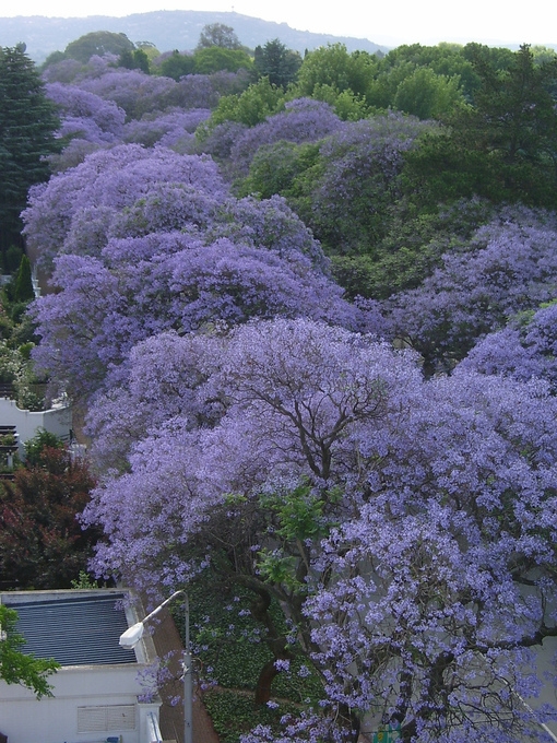 紫色的鲜花挂满了枝头鲜花小清新图片