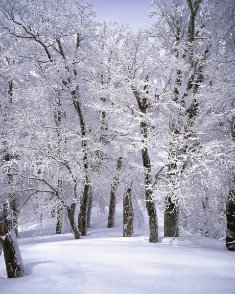 冬季唯美的森林雪景图片