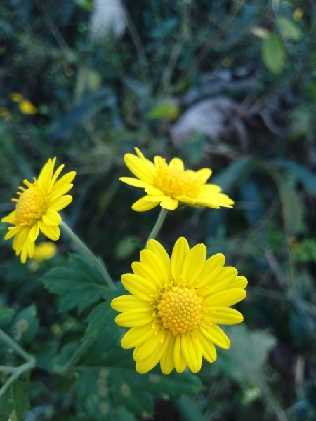 黄灿灿的菊花植物图片