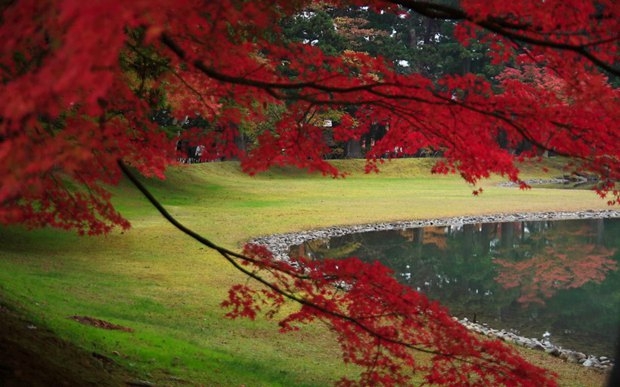 秋天的湖边唯美枫叶意境图片