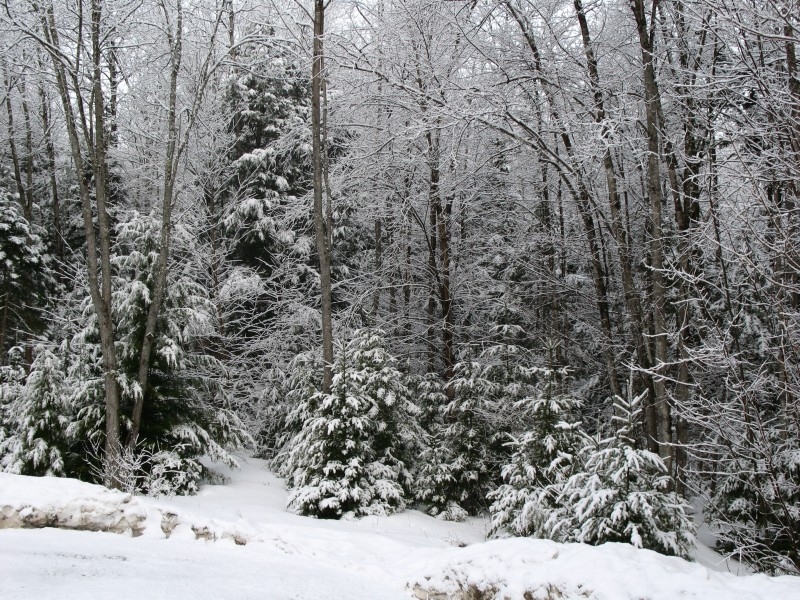 冬季唯美的森林雪景图片