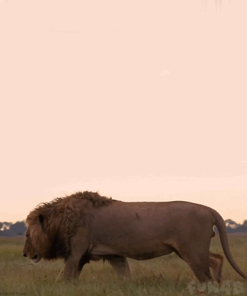 非洲雄狮漫步搞笑动态图片