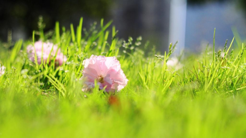 透过层层阳光遇见花夏天风景壁纸