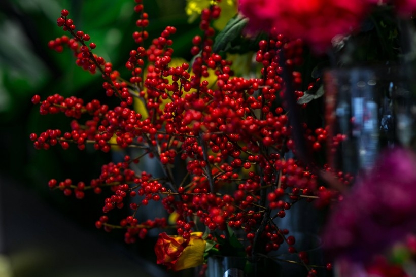 五颜六色的鲜花植物图片