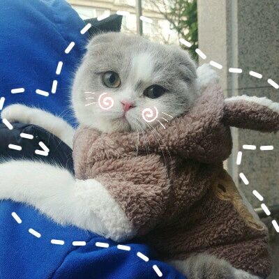你在这我还能去哪儿可爱喵咪图片
