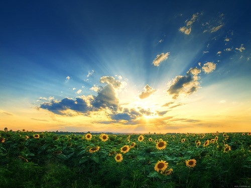 向日葵守护太阳鲜花唯美小清新图片