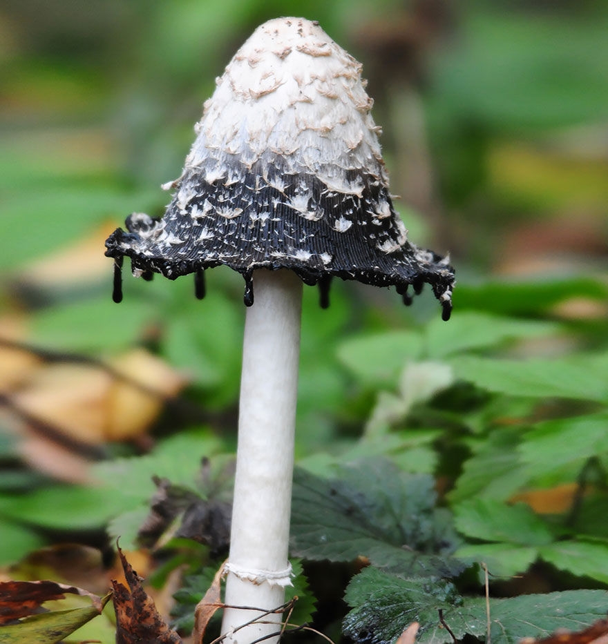 野生的20种蘑菇食材图片