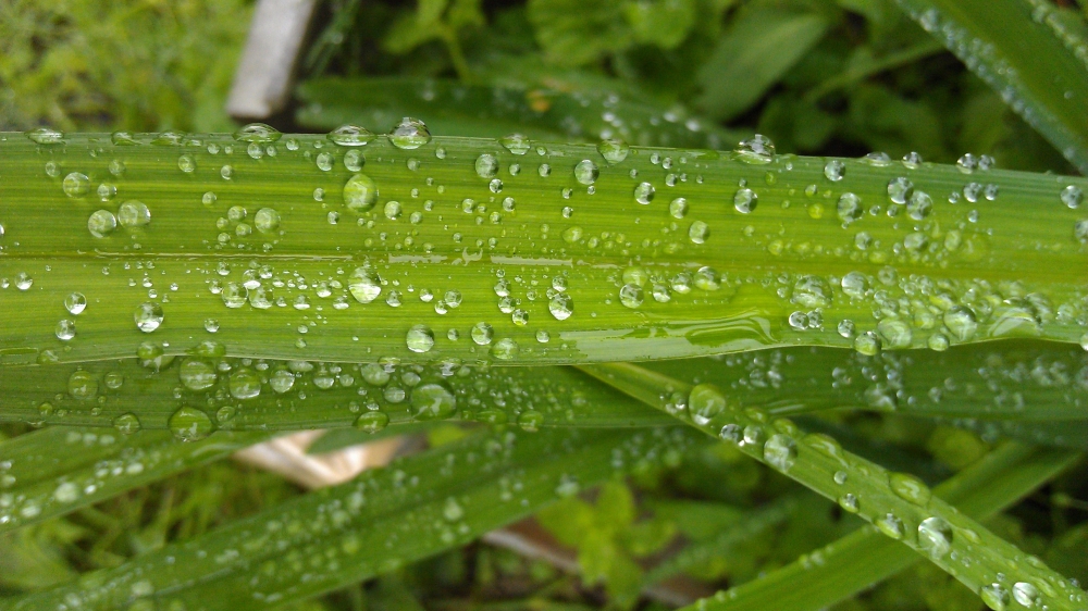 绿色小草上的水珠小清新图片