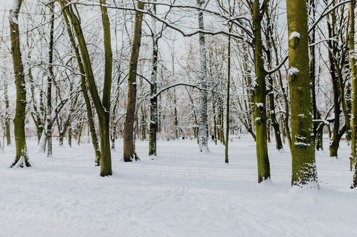 大雪天后的公园雪地风景图片