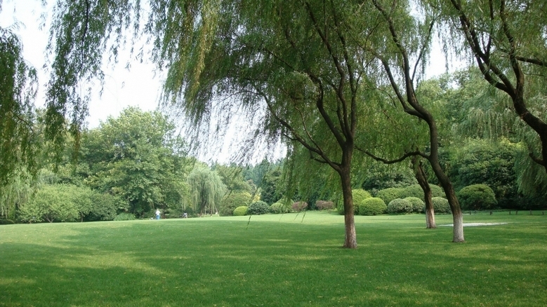 西湖大型公园柳浪闻莺风景壁纸
