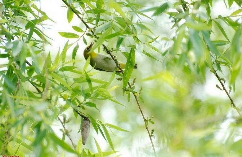 西湖大型公园柳浪闻莺风景壁纸