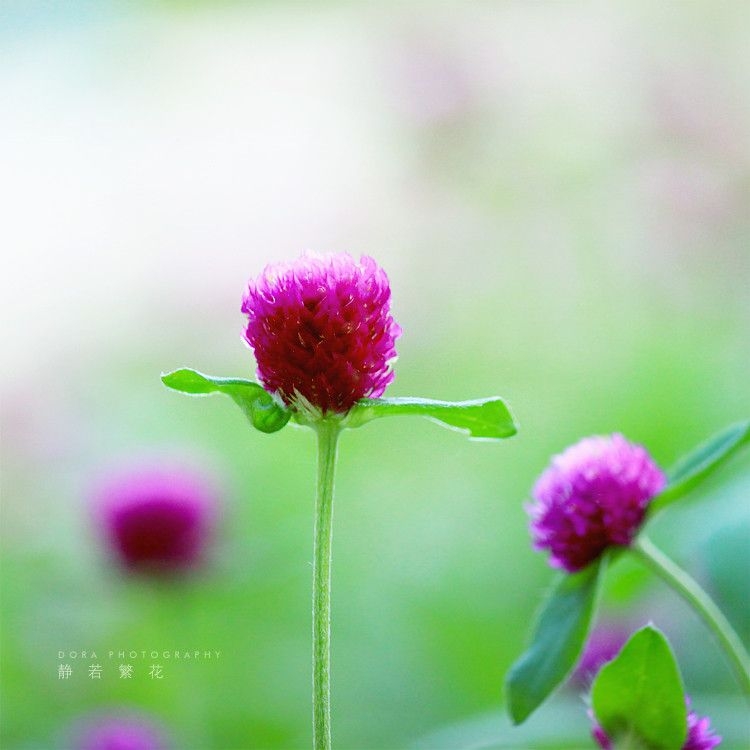 清新迷人的唯美花草植物图片大全