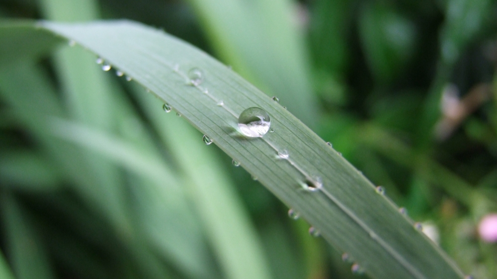 绿色小草上的水珠小清新图片