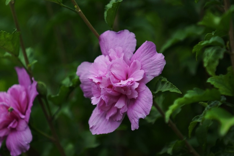 多彩芙蓉花植物图片