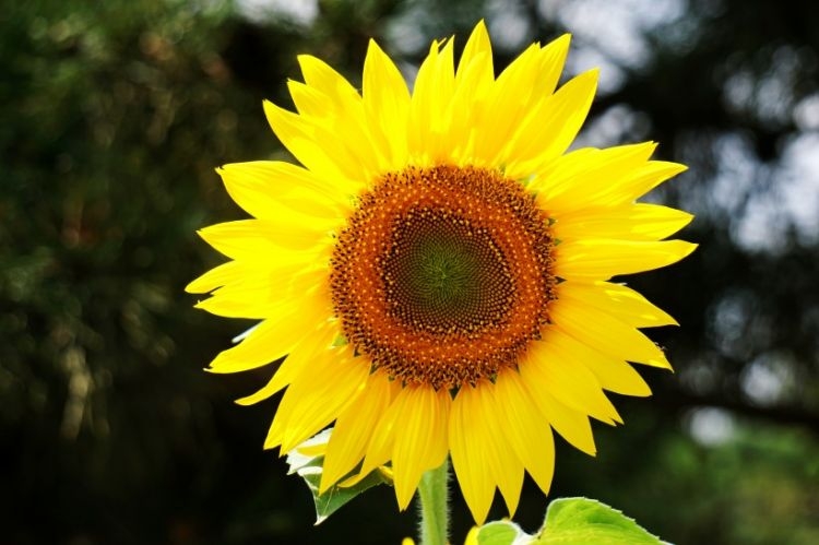 清新自然的向日葵唯美植物图片