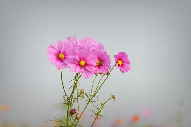 清新的野菊花植物图片