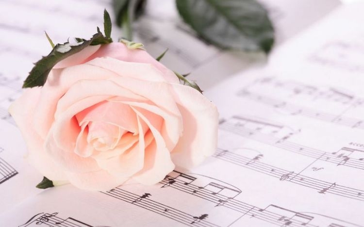 浪漫的玫瑰花甜蜜爱情图片