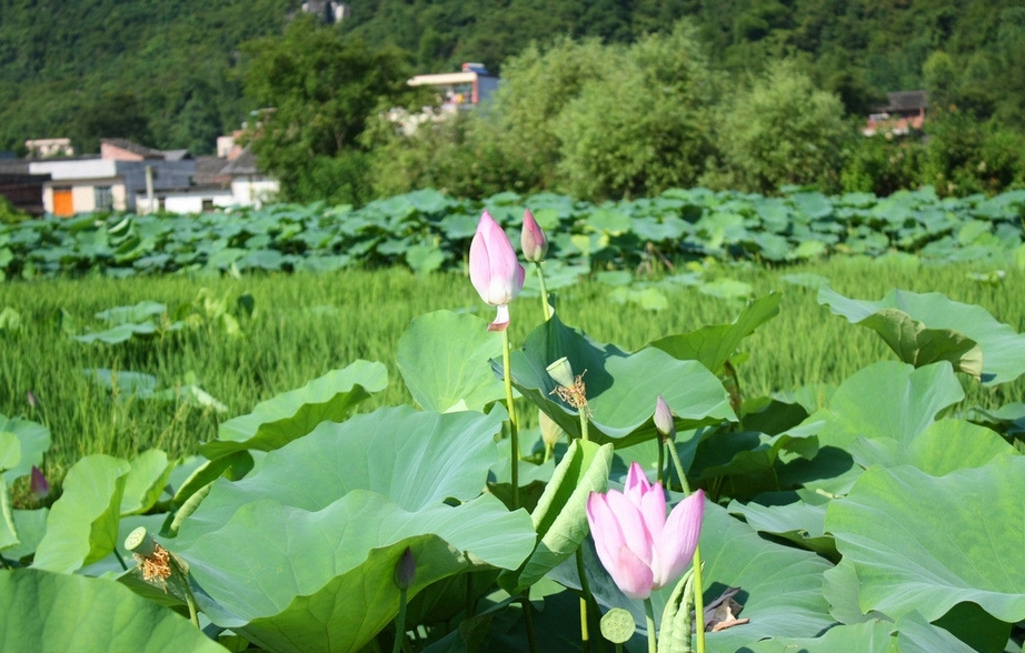 绿色好看的荷塘莲花高清护眼壁纸图片