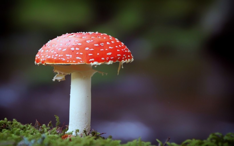 颜色鲜艳的毒蘑菇植物图片