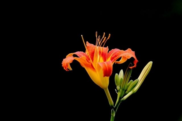 花色鲜艳的金色萱草花护眼壁纸图片大全