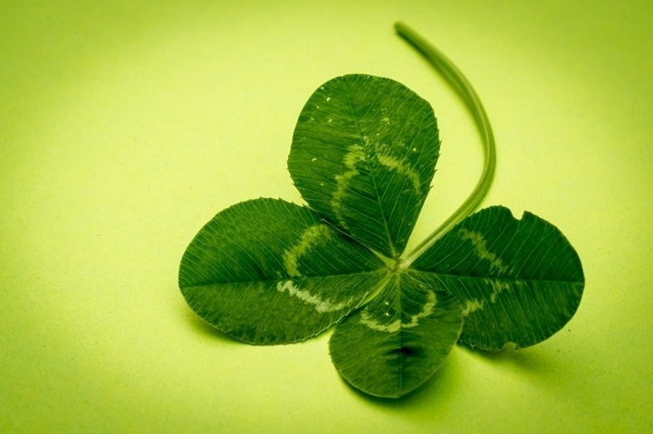 代表幸运的四叶草绿色植物护眼壁纸图片