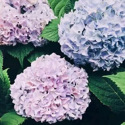 五彩花朵植物唯美意境图片