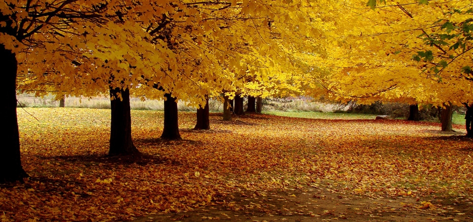 秋天里的公园风景桌面壁纸