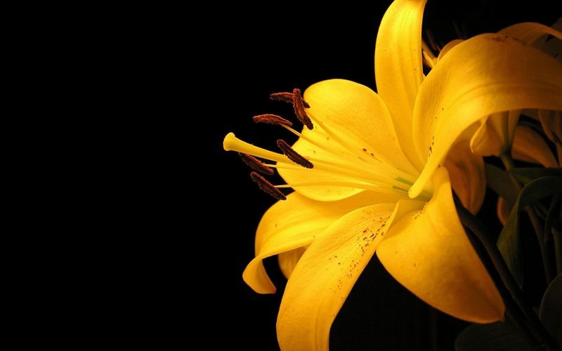 清晰黄色花朵植物图片