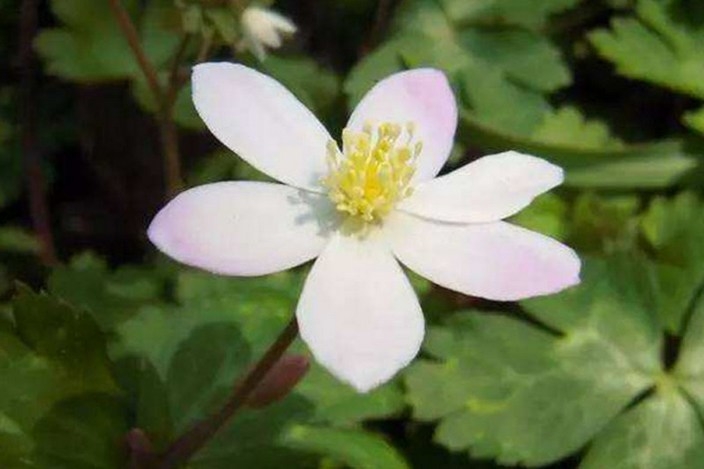 淡雅清新的鹅掌草花高清植物图片