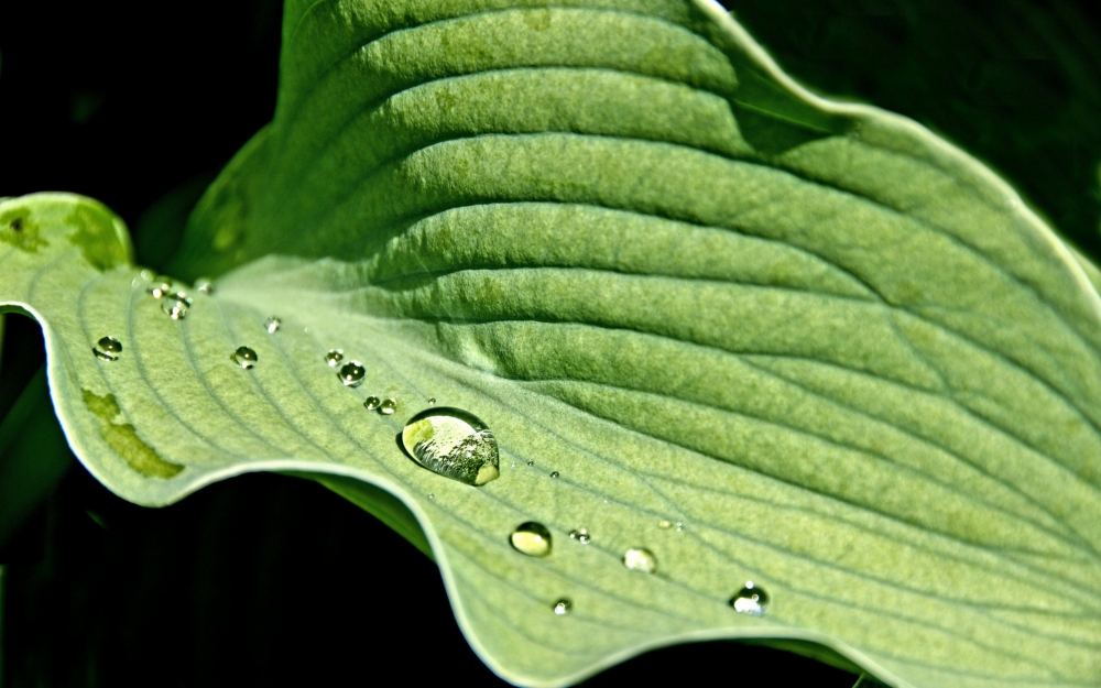 清晨植物上的露珠绿色护眼壁纸图片