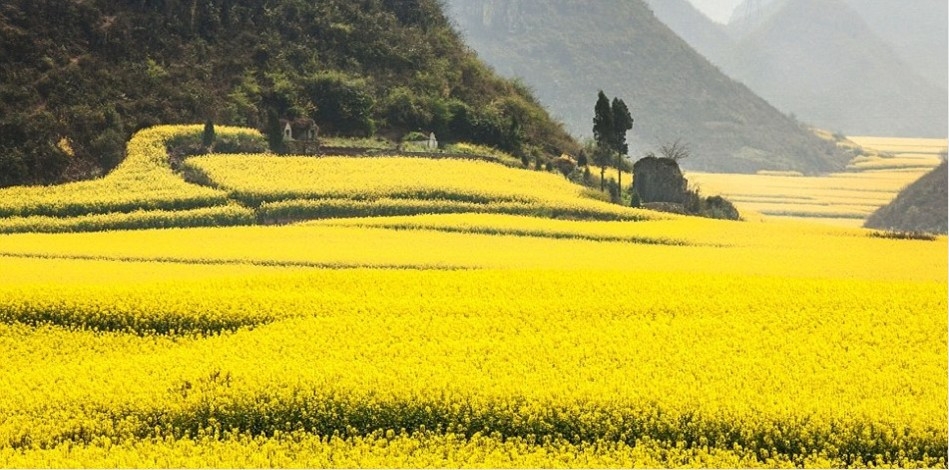 金色的油菜花海洋美景图片