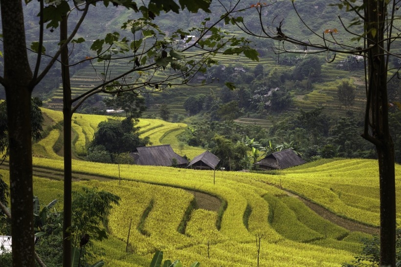 丘陵上的绿水梯田风景图片