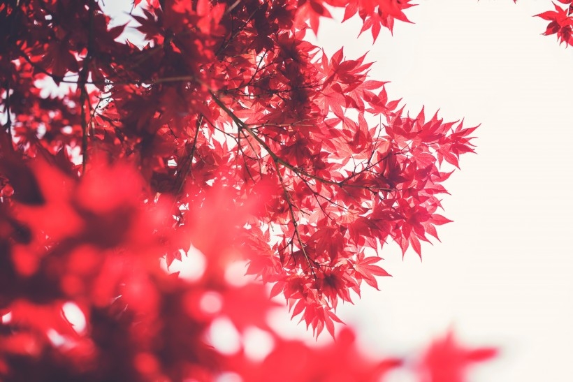 火红枫叶植物的图片