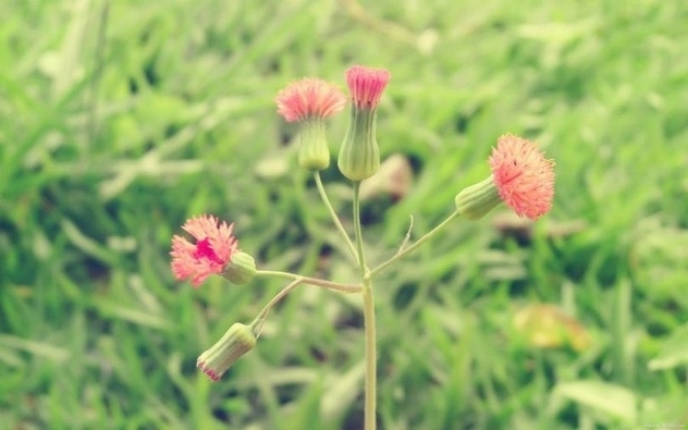 精选野外唯美花草植物图片