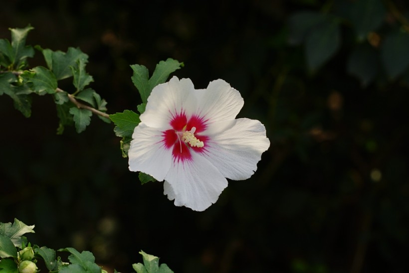 多彩芙蓉花植物图片