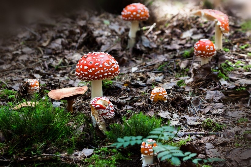 颜色鲜艳的毒蘑菇植物图片