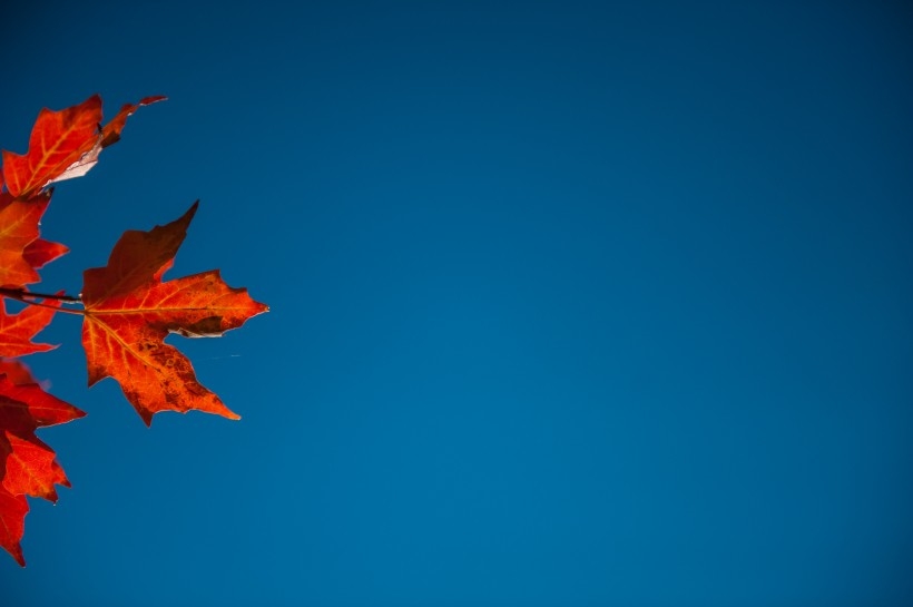 火红枫叶植物的图片