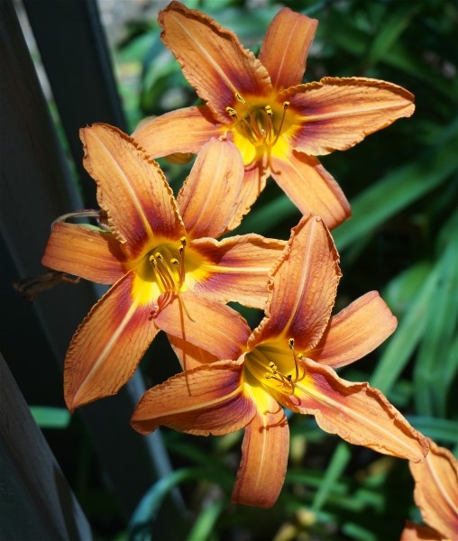 橘黄色的萱草花植物图片