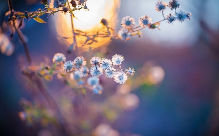 摄影春季清新美丽的花草植物唯美意境图片