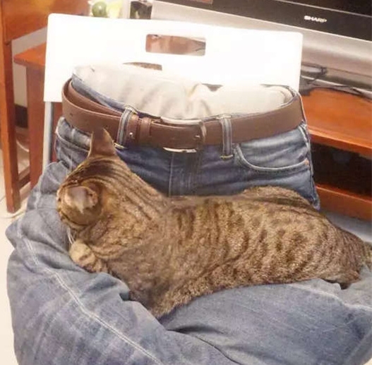 如何解决猫咪喜欢在腿上睡觉的问题爆笑图片