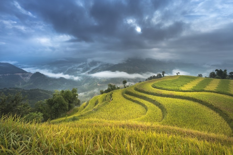 丘陵上的绿水梯田风景图片