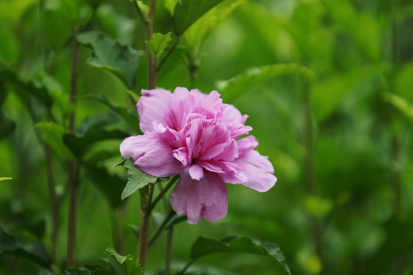 多彩芙蓉花植物图片