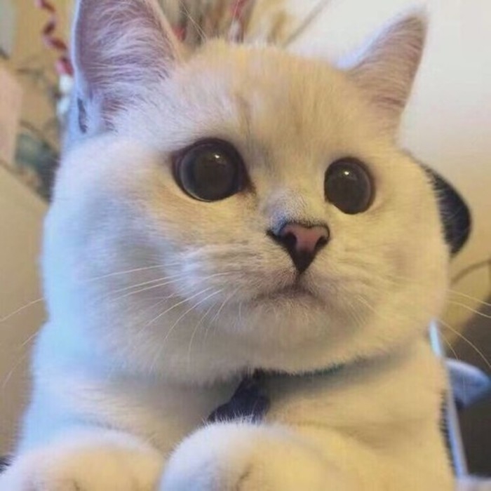 我正在看着你可爱猫咪图片
