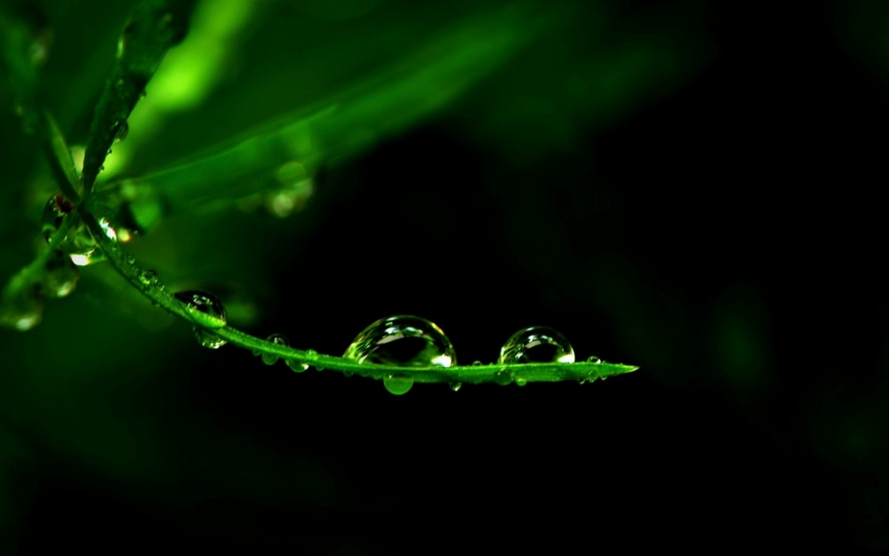 清晨植物上的露珠绿色护眼壁纸图片